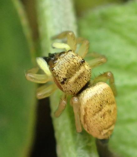 Heliophanus tribulosus